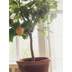 Kép 5/5 - Boras Mediterrán citromos sötétkék vlies tapéta Citronträd Multi 53 cm X 10 m