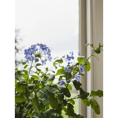 Kép 8/9 - Boras Apró virágos kék vlies tapéta Myrten Blue 53 cm X 10 m