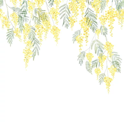 Casadeco Mimóza virág mintás mediterrán vlies poszter tapéta Mimosa Bouton D'or 50 cm x 3 m